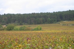 2006-10-21-Course_des_vignes_002
